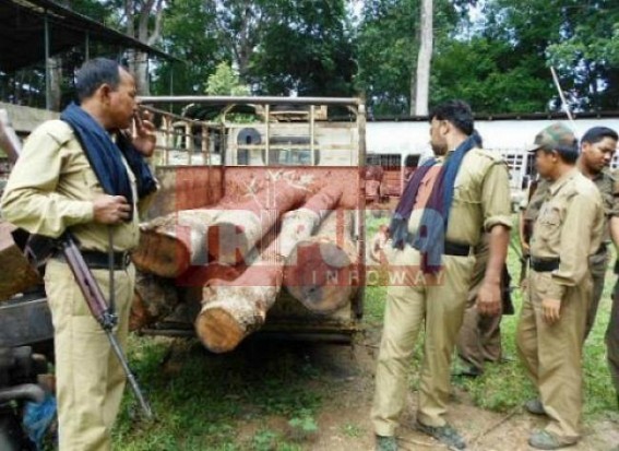 Smuggling of expensive timber is rampant at Gandacharra: Police fails to arrest the kingpins 